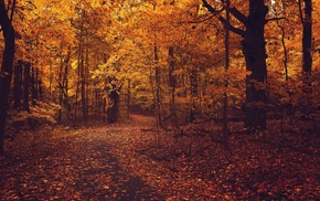 fall, forest, trees