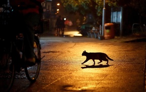 silhouette, urban, night, cat