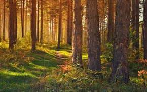 trees, forest