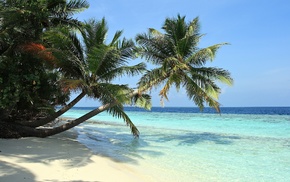 sea, palm trees, beach