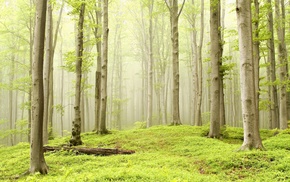 light green, forest, trees