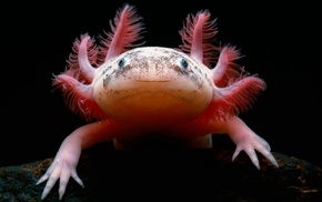 Axolotl, macro, animals