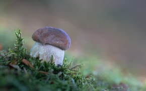 macro, mushroom