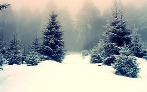 mist, winter, nature, forest, snow, trees