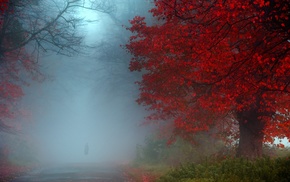 UK, red, mist, landscape, fall, shrubs