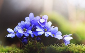 grass, flowers, nature