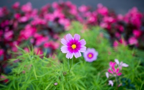 macro, plants, flowers