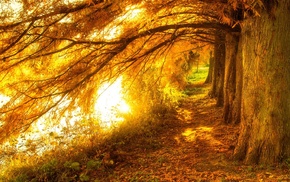 nature, fall, trees, lake, sunrise, yellow