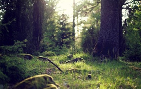 landscape, forest, plants