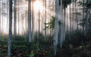 trees
