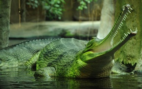 nature, gharial, crocodiles, animals