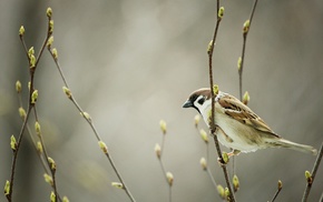 birds, nature, Victor Hugo, animals, sparrows