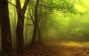forest, mist, nature, path, trees, branch