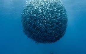 shoal of fish, underwater, ocean battle, sea, fish