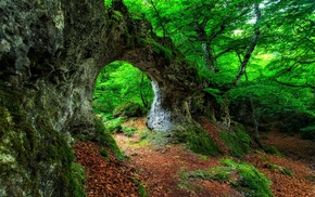 landscape, forest, leaves