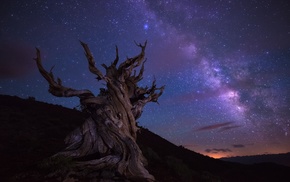 stars, landscape, trees