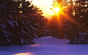 snow, trees, forest, landscape
