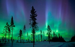 aurorae, trees, snow, nature, landscape