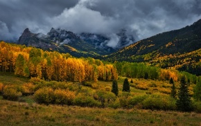 trees, landscape