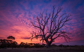 trees, landscape