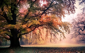 trees, landscape
