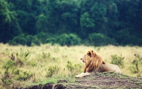 animals, landscape