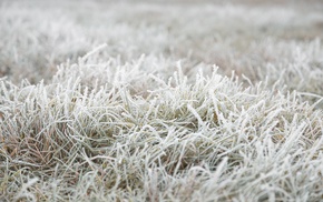 fall, nature, frost, grass