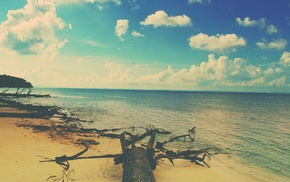 trees, sea, beach, sky