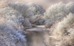 cold, daylight, forest, winter, river, white