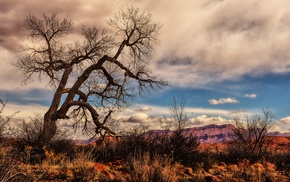 trees, landscape