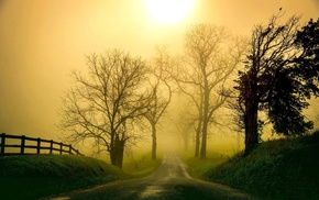 nature, road, grass, sunlight, morning, mist