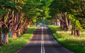 road, trees