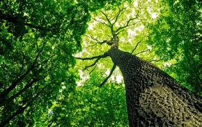 nature, trees