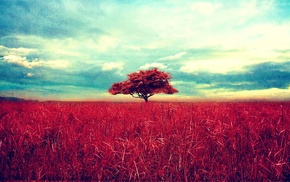 trees