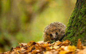hedgehog, animals