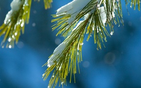 snow, pine trees, macro