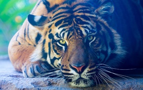 green eyes, tiger