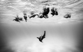 nature, seals, animals, monochrome, underwater