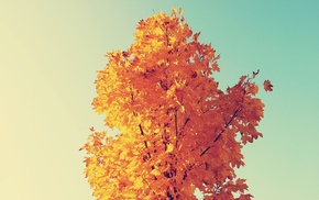 fall, sky, trees