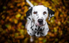 dog, Dalmatian