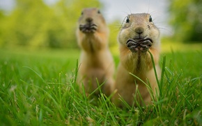 nature, animals, prairie dog, grass