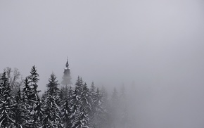 pine trees, snow