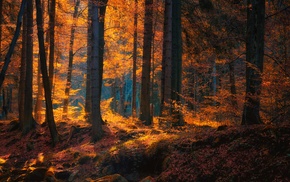 trees, forest