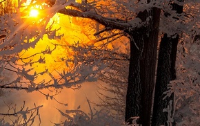 trees, snow