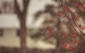 trees, snow