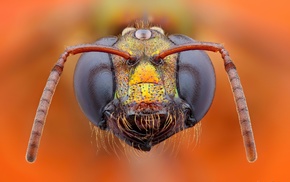 closeup, bees