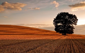 landscape, field, trees