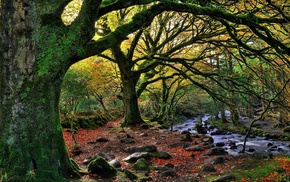 forest, stream, leaves, fall, rock, moss