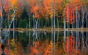 forest, nature, trees, water, lake, landscape