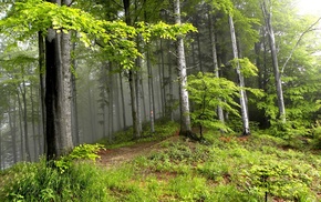 forest, trees, nature